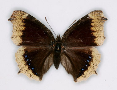 Nymphalis antiopa (Camberwell Beauty) hygiaea aberration cold shock (Internet Image property of respective owner, non-commercial use only)